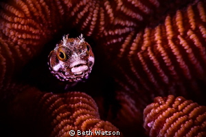 Blenny from Bonaire...
Subsee +10 Diopter by Beth Watson 